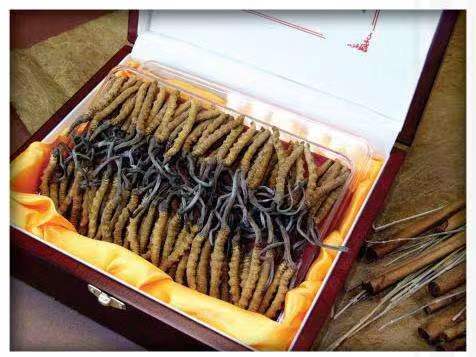 浔阳冬虫夏草回收